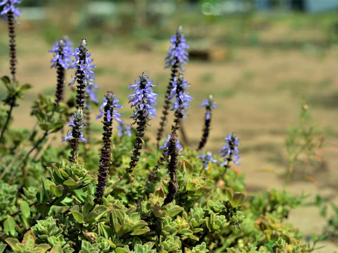 Blue Spur Flower (Plectranthus ciliatus) - Ladybird Nursery