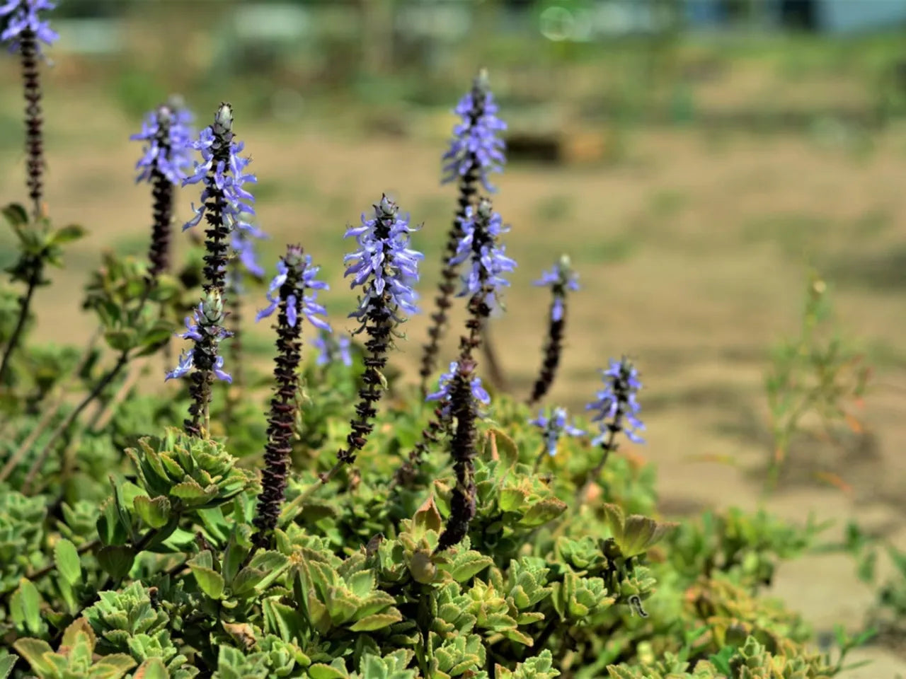 Blue Spur Flower (Plectranthus ciliatus)