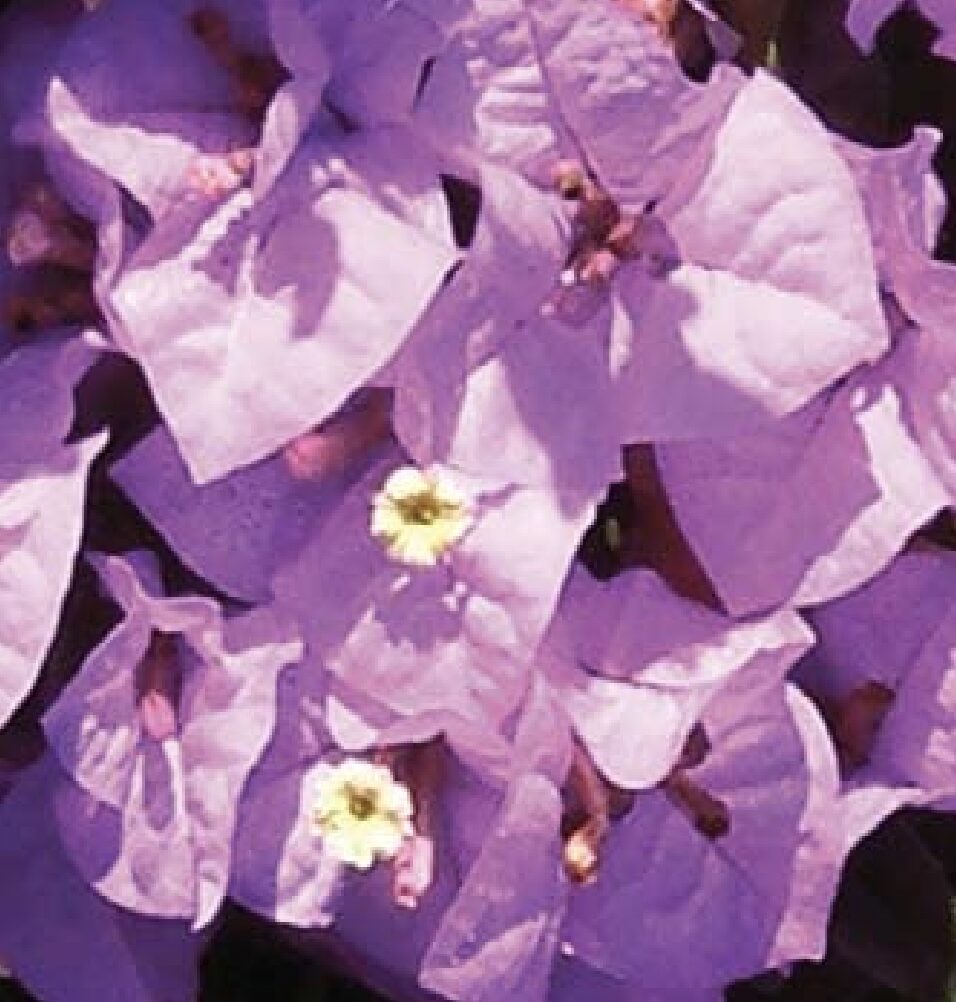 Bluey Bougainvillea (Bougainvillea Bambino™)