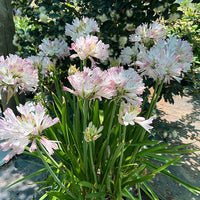 Agapanthus 'Blush Pink' - Ladybird Nursery