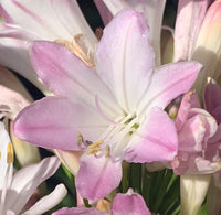 Agapanthus 'Blush Pink' - Ladybird Nursery