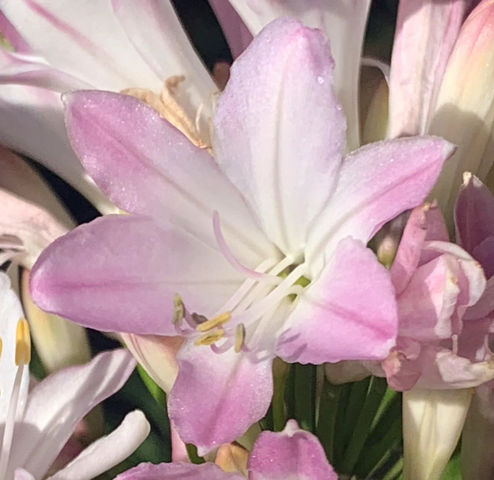 Agapanthus 'Blush Pink' - Ladybird Nursery
