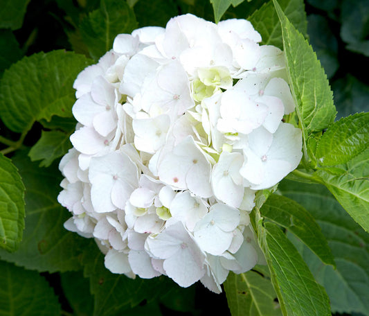 Hydrangea White (Hydrangea spp.) - Ladybird Nursery