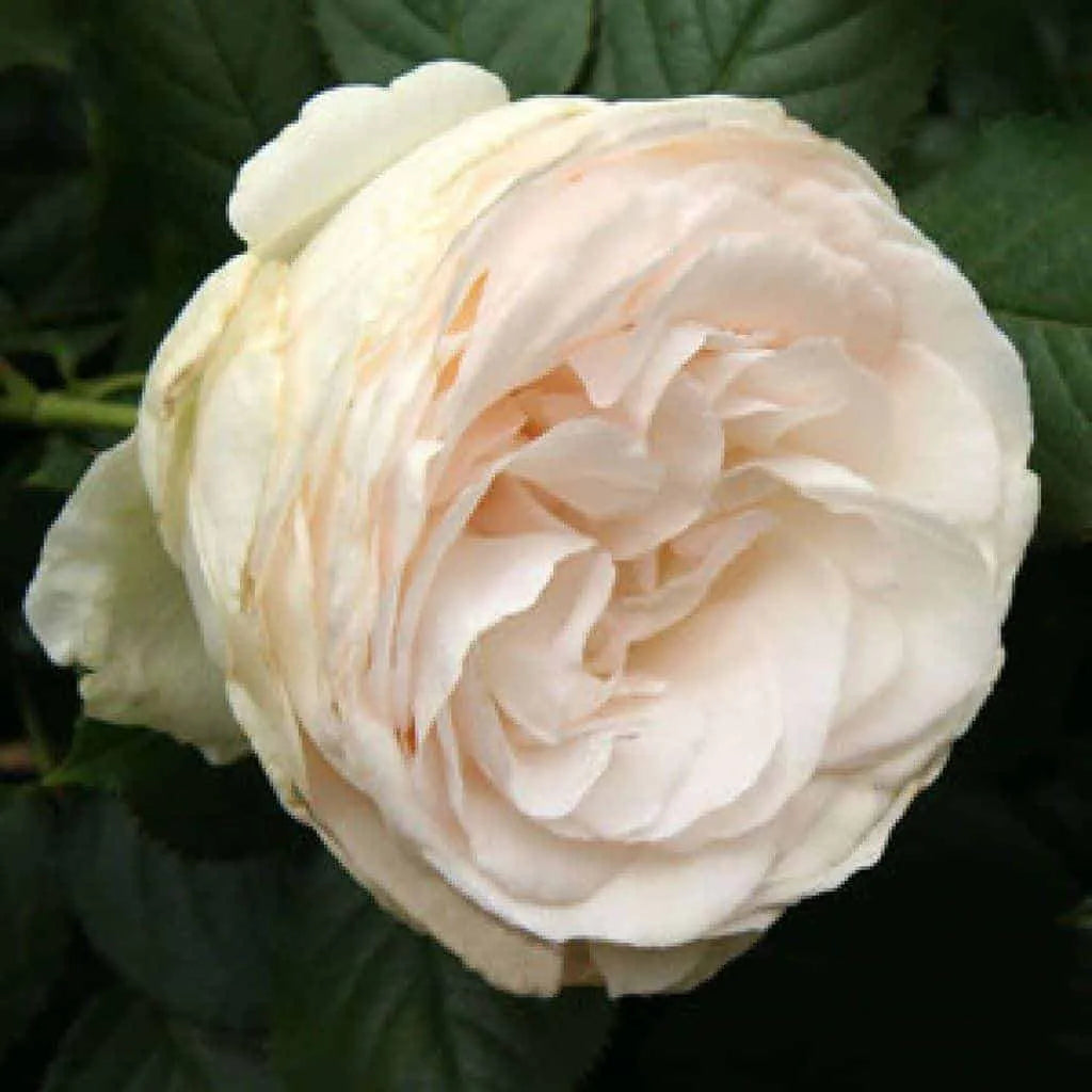 Climbing Rose 'Pierre De Ronsard Blushing' (Bareroot)