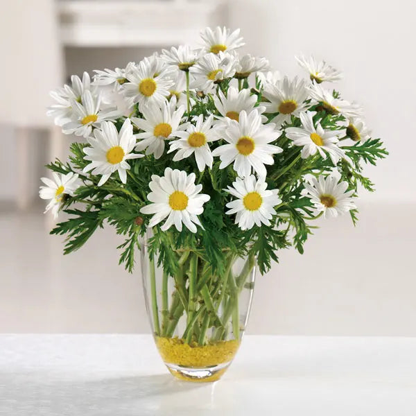 White Daze (Evolvulus pilosus)