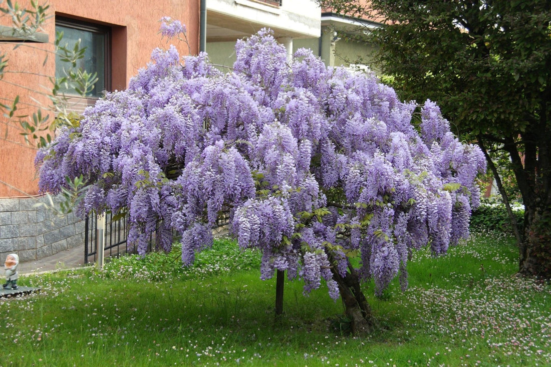 Tree Wisteria (Bolusanthus speciosus) - Ladybird Nursery