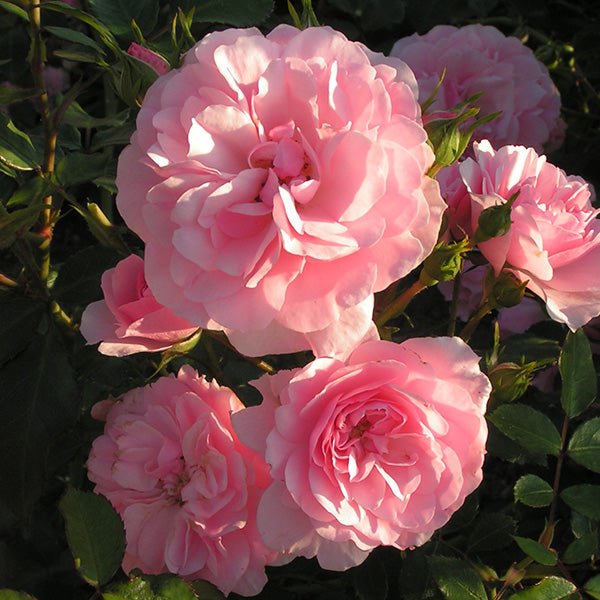 Rose ‘Bonica’ 3ft Standard - Ladybird Nursery