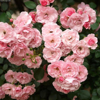 Rose Bonica (Rosa)