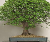 Japanese Elm Bonsai Starter (Zelkova serrata)