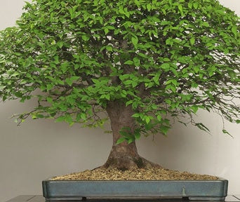 Japanese Elm Bonsai Starter (Zelkova serrata)