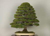 Hinoki Cypress Kosterii (Chamaecyparis obtusa) - Bonsai starter - Ladybird Nursery