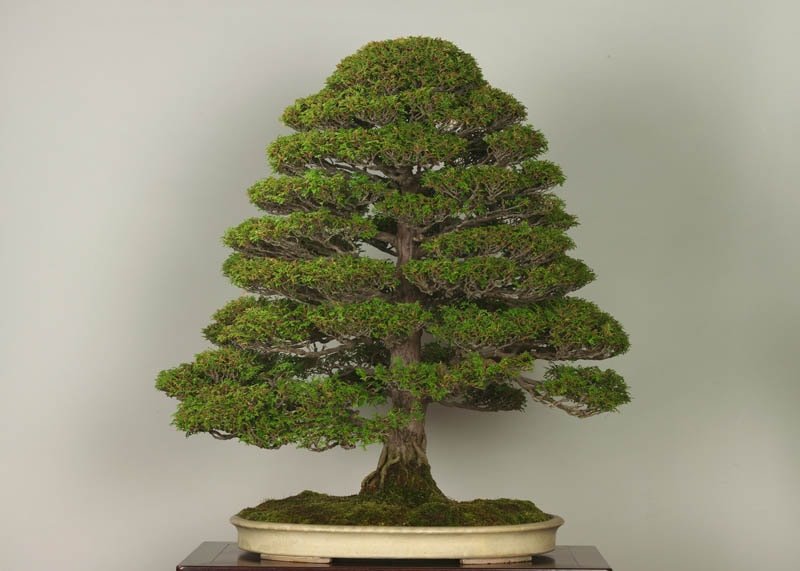 Hinoki Cypress Kosterii (Chamaecyparis obtusa) - Bonsai starter - Ladybird Nursery