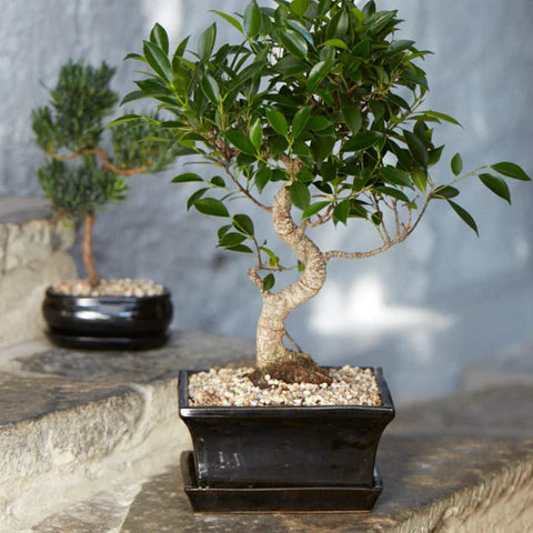 Bonsai Tree in Ceramic Pot (Bonsai Range)