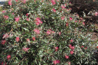 Grevillea 'Boorloo Moon' - Ladybird Nursery