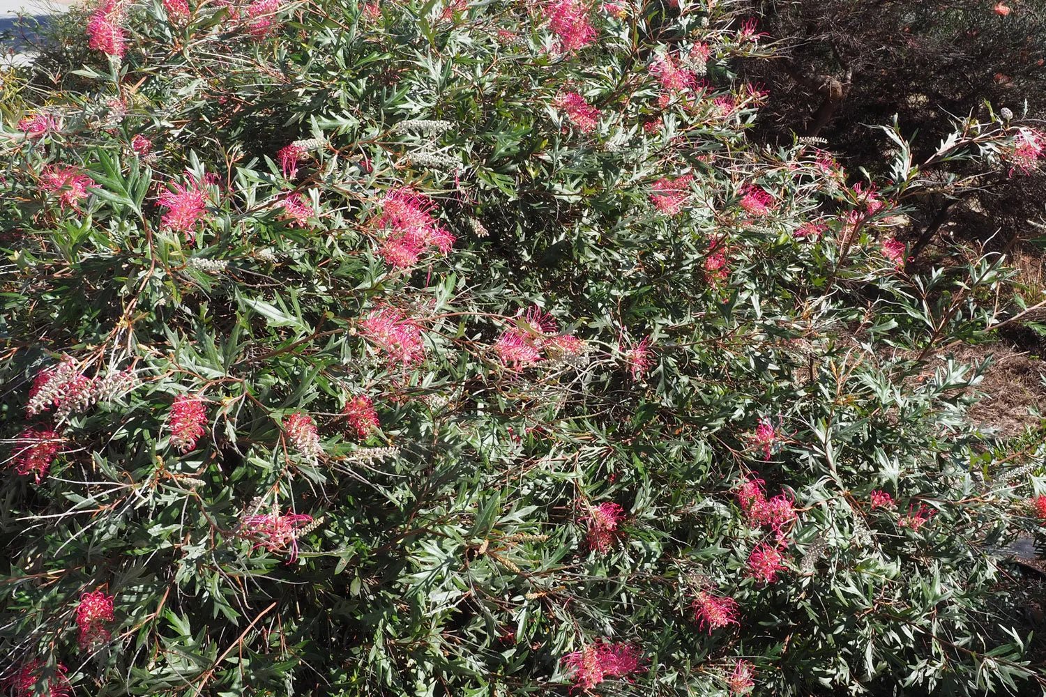 Grevillea 'Boorloo Moon' - Ladybird Nursery