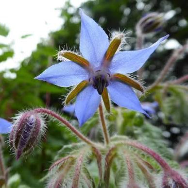 Borage (Borago officinalis)