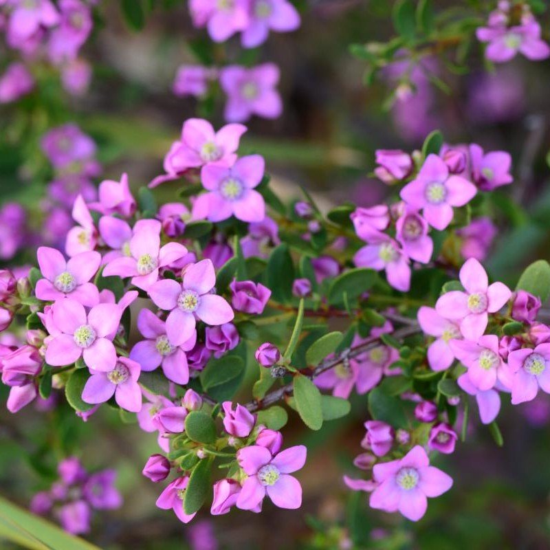 Celebration Boronia (Boronia Celebration) - Ladybird Nursery