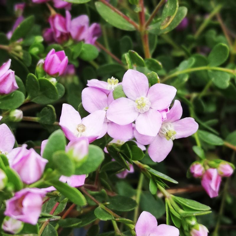 Celebration Boronia (Boronia Celebration)