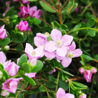 Celebration Boronia (Boronia Celebration)