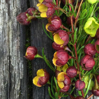 Brown Boronia Heaven Scent (Boronia megastigma)