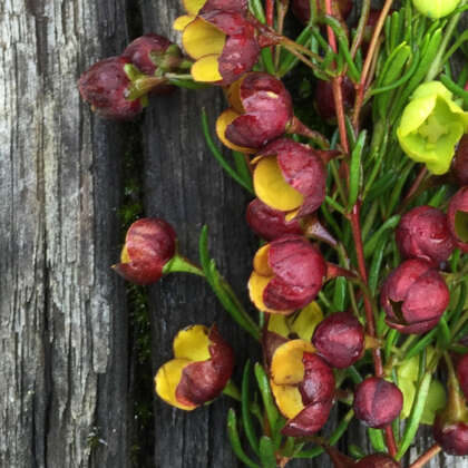 Brown Boronia Heaven Scent (Boronia megastigma) - Ladybird Nursery