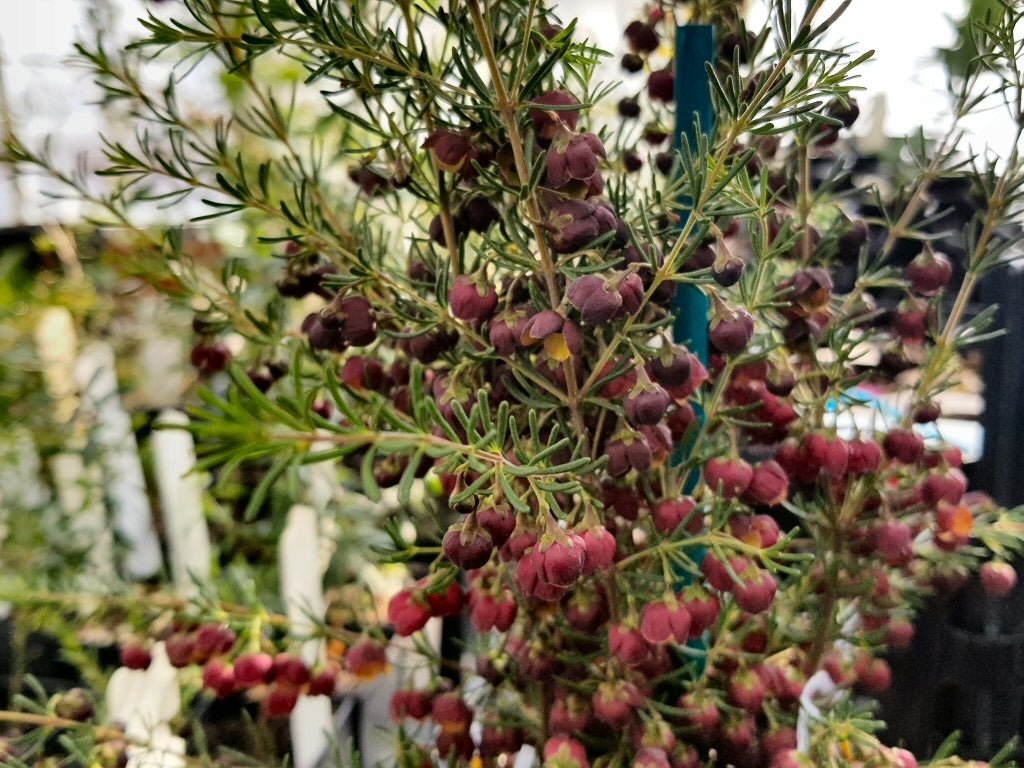 Boronia ‘Heaven Scent’ (Boronia megastigma) - Ladybird Nursery