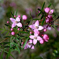 Pinnate Boronia South West Rocks (Boronia pinnata)