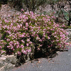 Pinnate Boronia South West Rocks (Boronia pinnata)