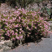 Pinnate Boronia South West Rocks (Boronia pinnata) - Ladybird Nursery