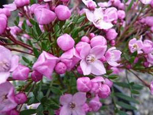 Pinnate Boronia South West Rocks (Boronia pinnata)