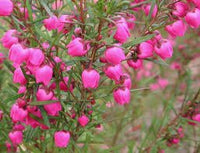 Boronia ‘Show Off' (Boronia pinnata) - Ladybird Nursery