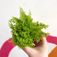 Boston Fern Marisa (Nephrolepis exaltata) - Ladybird Nursery