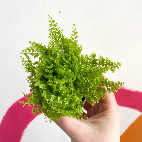 Boston Fern Marisa (Nephrolepis exaltata) - Ladybird Nursery