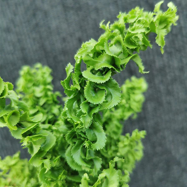 Boston Fern Emina (Nephrolepis exaltata)