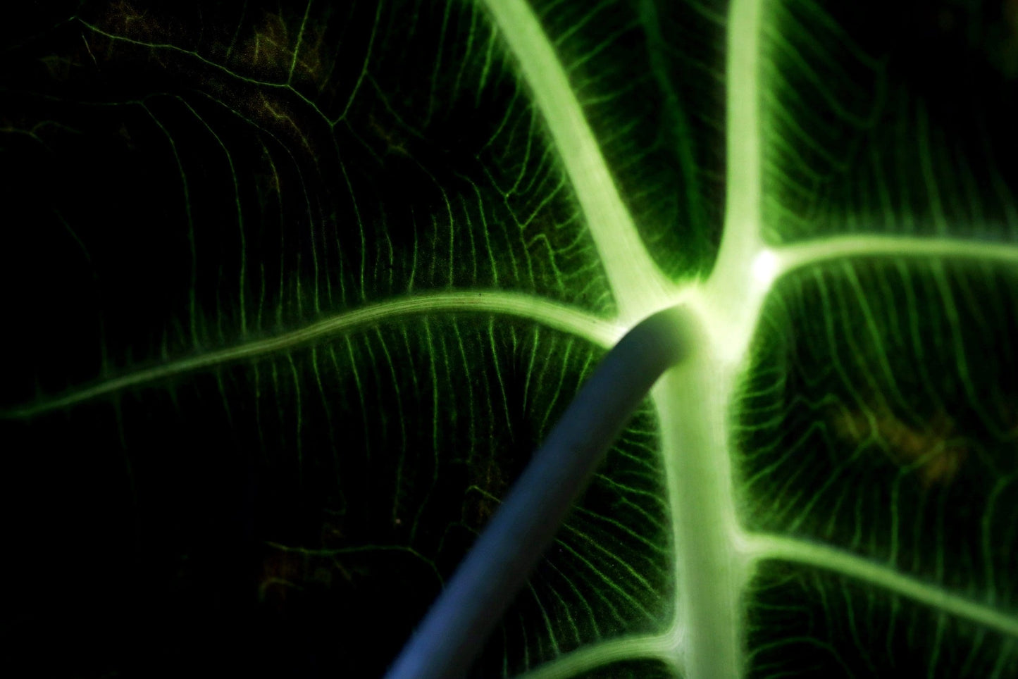 Boa Elephant Ear (Alocasia Boa)