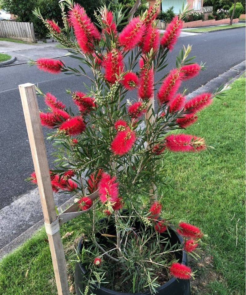 Bottlebrush (Callistemon Hinchinbrook)