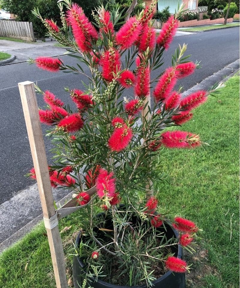 Bottlebrush (Callistemon Hinchinbrook) - Ladybird Nursery