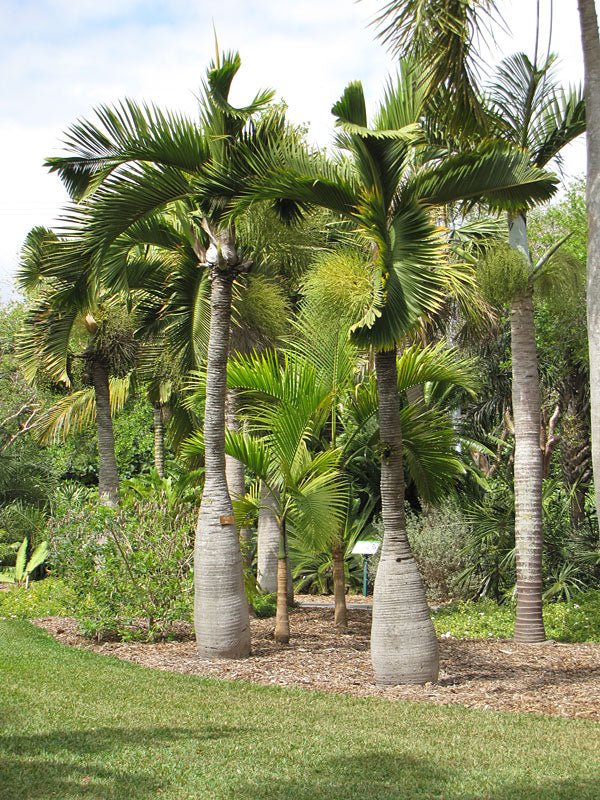Bottle Palm (Hyophorbe lagenicaulis) 200mm Pot - Ladybird Nursery