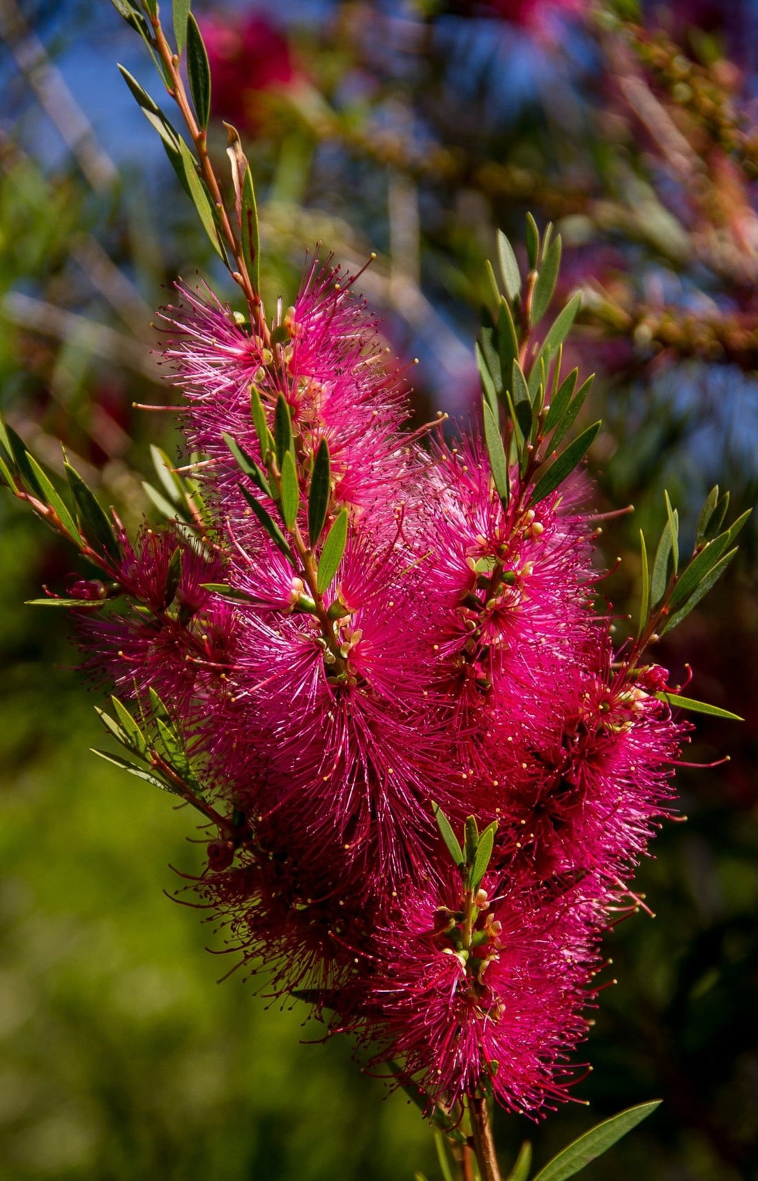 Bottlebrush (Callistemon Burgundy) - Ladybird Nursery