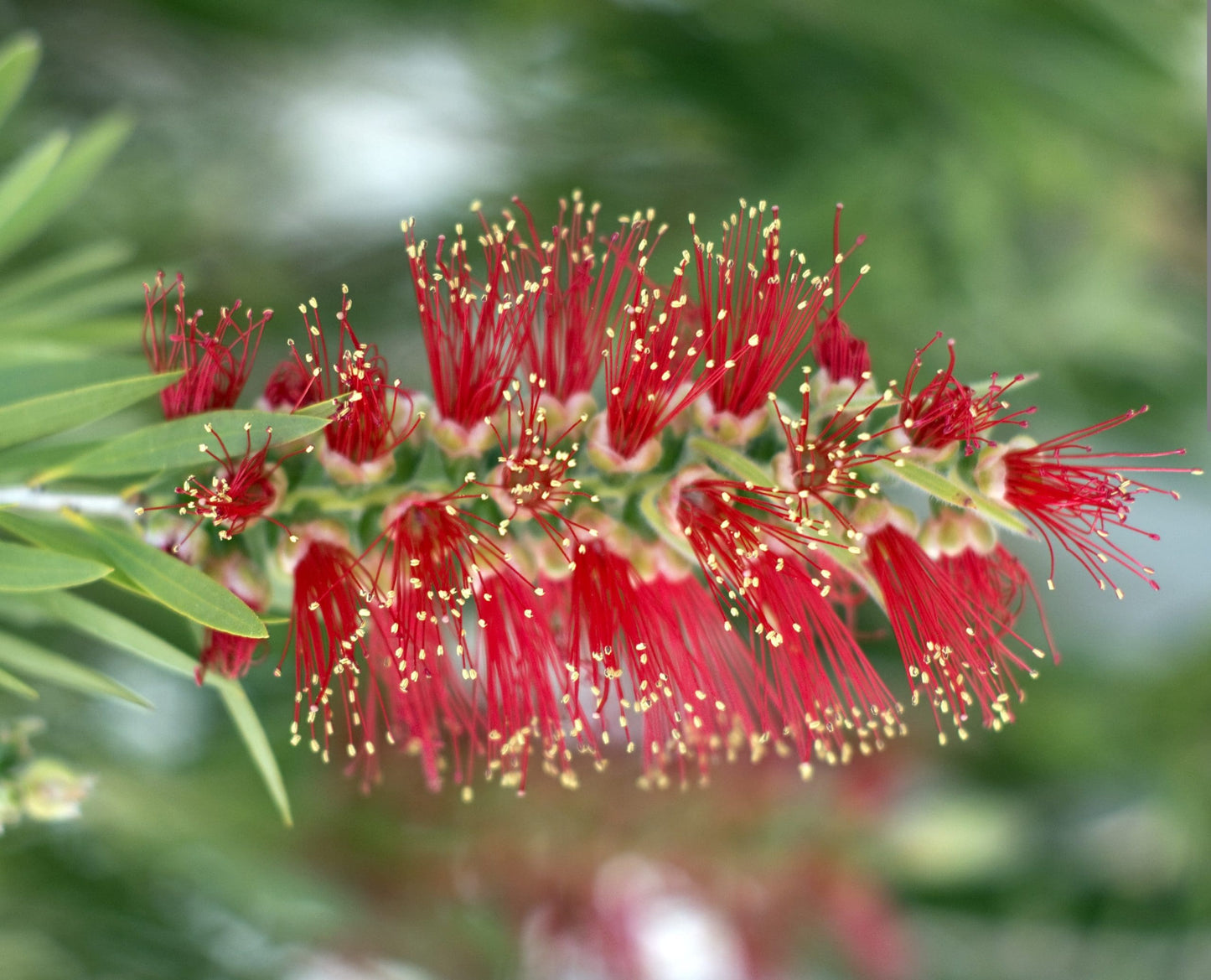 Bottlebrush Endeavour (Callistemon citrinus)