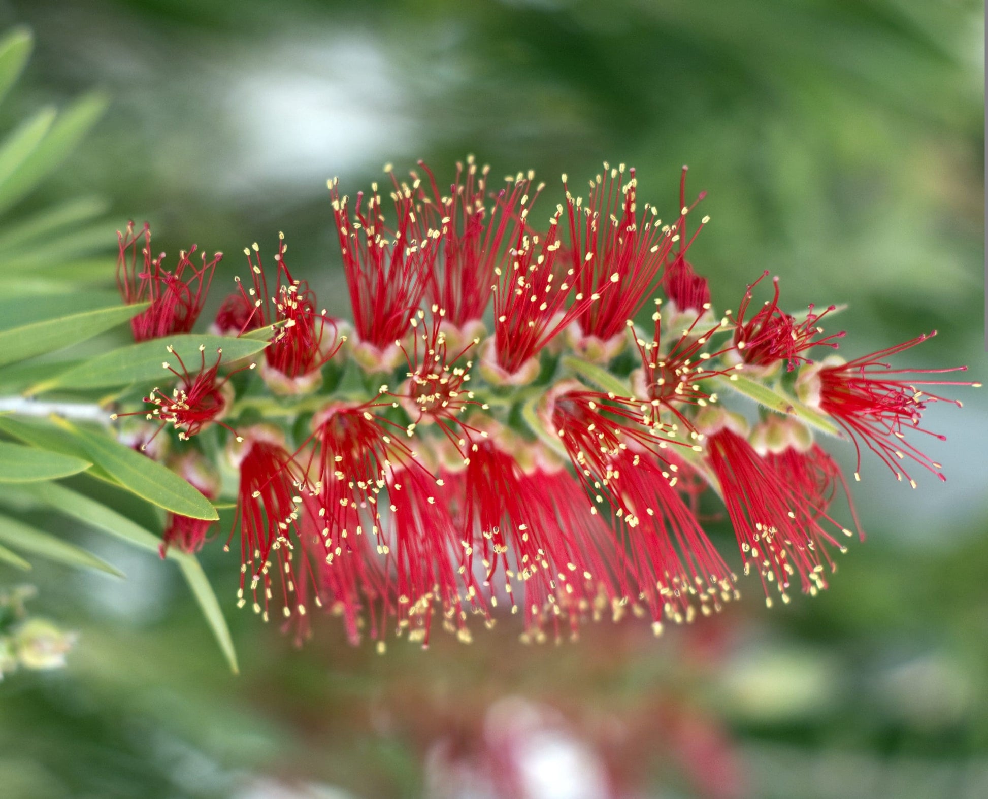 Bottlebrush Endeavour (Callistemon citrinus)