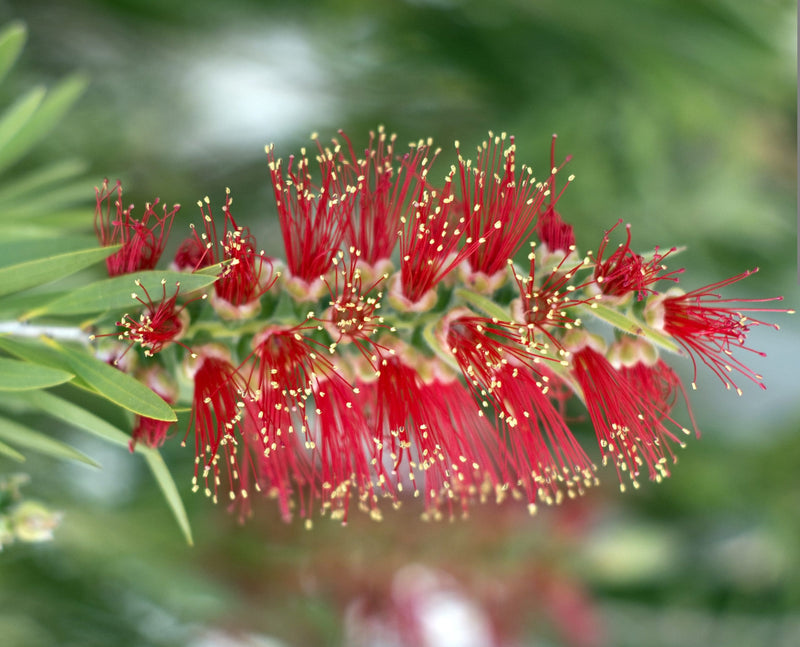 Bottlebrush Endeavour (Callistemon citrinus)