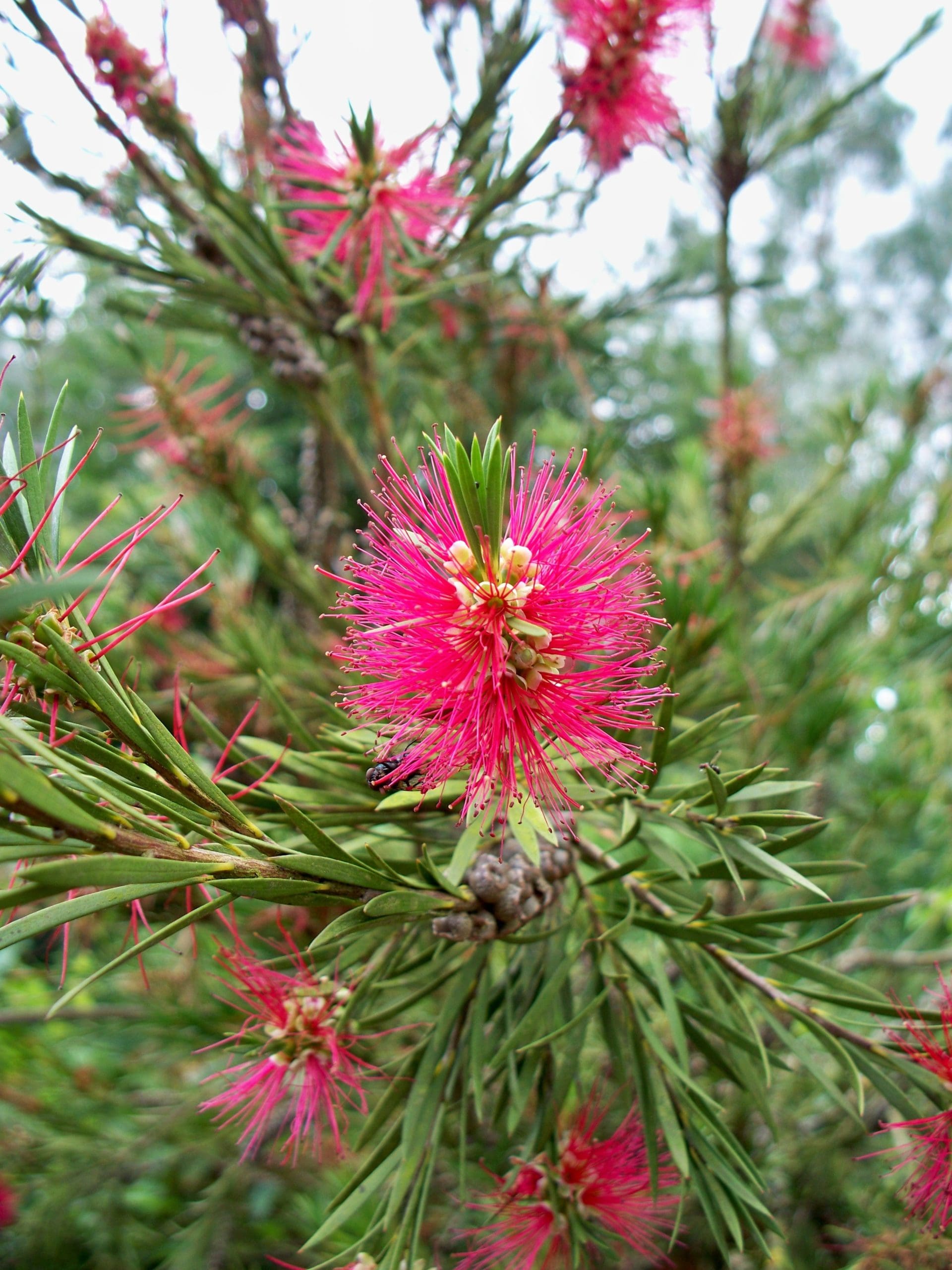 Bottlebrush (Callistemon Burgundy)