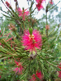 Bottlebrush (Callistemon Burgundy)