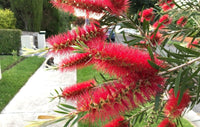 Bottlebrush (Callistemon Hinchinbrook)