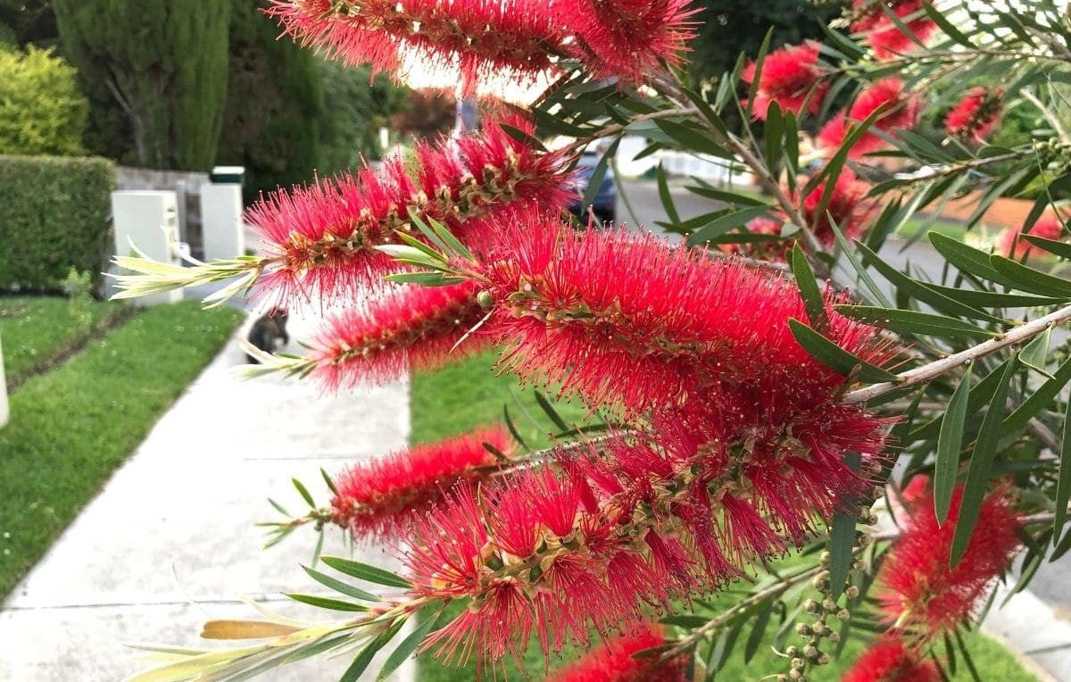Bottlebrush (Callistemon Hinchinbrook) - Ladybird Nursery
