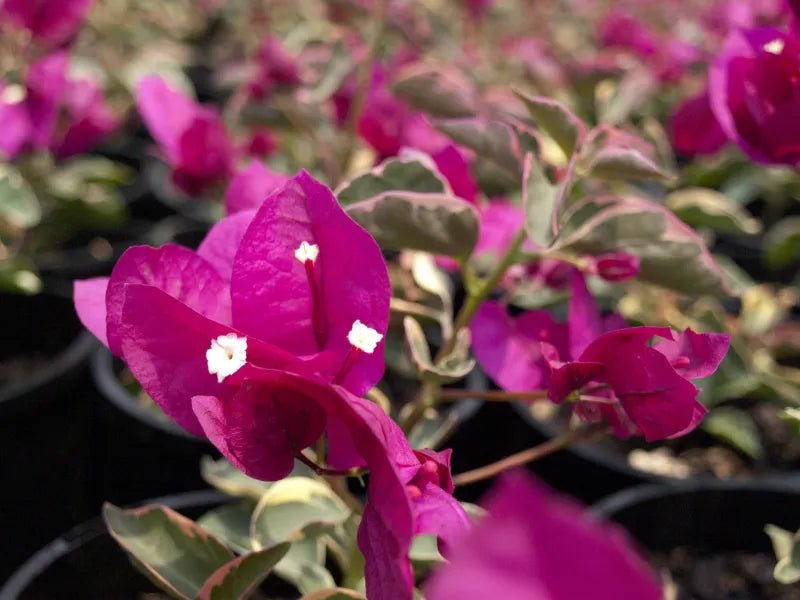 Zuki Bougainvillea (Bougainvillea Bambino™) - Medium - Ladybird Nursery