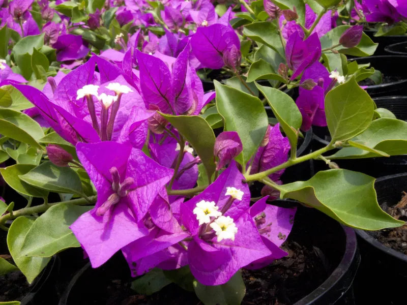 Zulu Bougainvillea (Bougainvillea Bambino™)