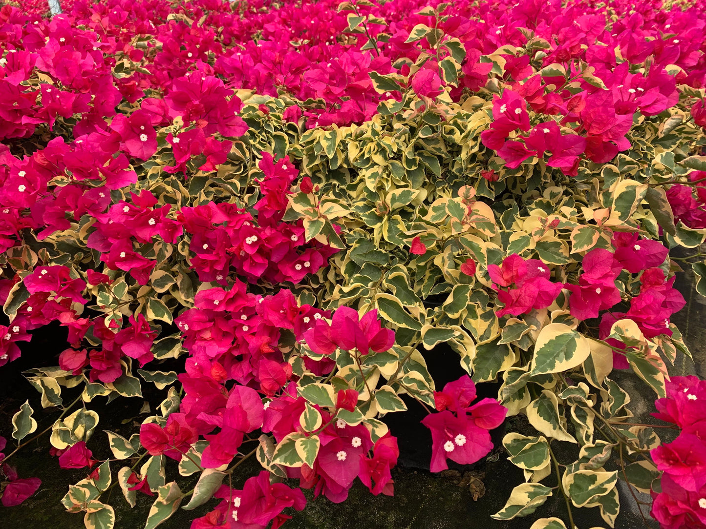 Bougainvillea Raspberry Ice (Bougainvillea glabra)