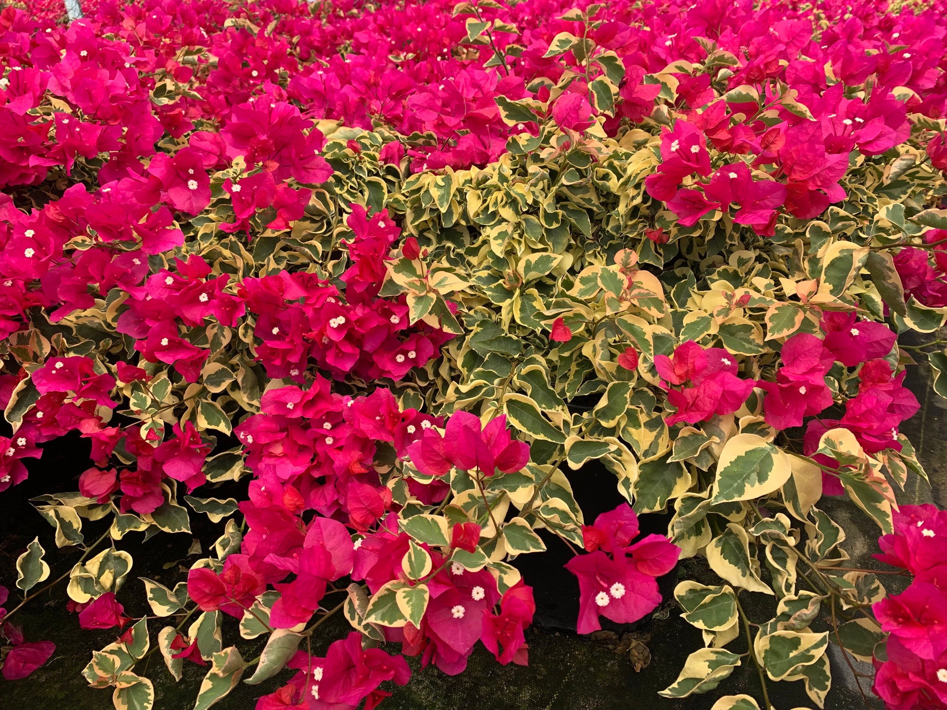 Bougainvillea Raspberry Ice (Bougainvillea glabra)